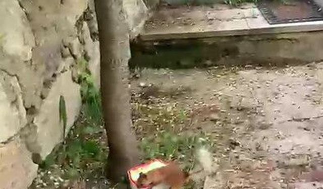 Sincap ceviz bulamayınca kabı protesto etti