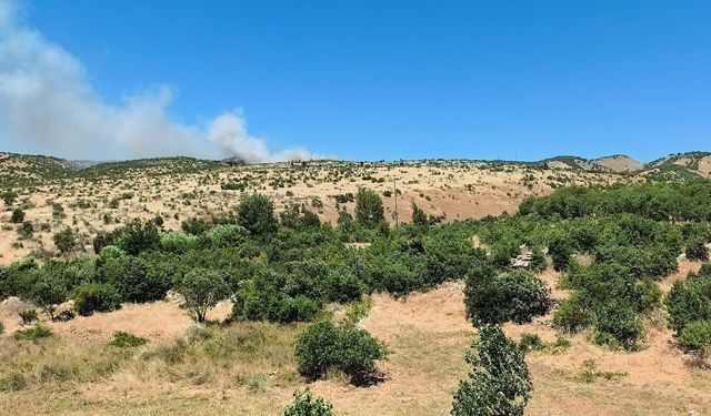 Dicle’de ağaçlık alanda yangın korkttu