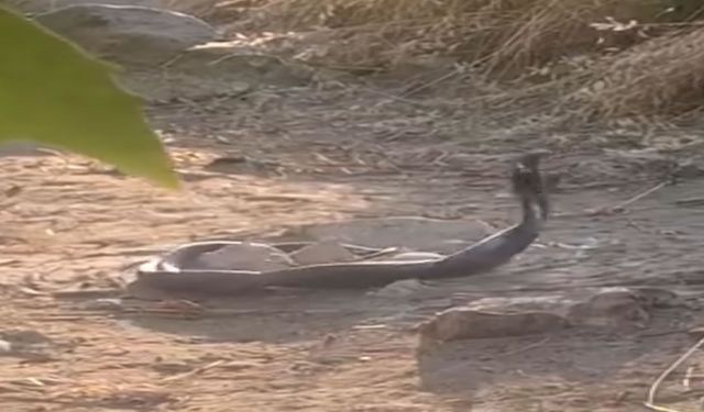 Siirt'te görüntülenen yılanlar korkuttu