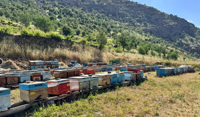 Şırnak’ta Bal Üreticileri Sezona Umutlu Başladı