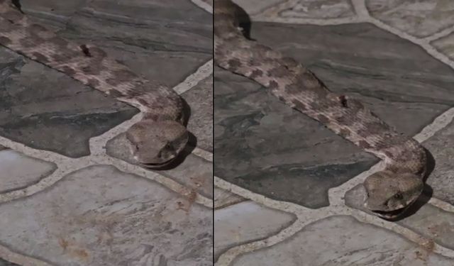 İdil’de evin balkonunda yılan paniği