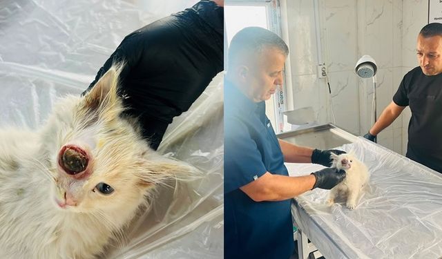 Gözü dışarı çıkan kedi başarılı ameliyatla sağlığına kavuştu