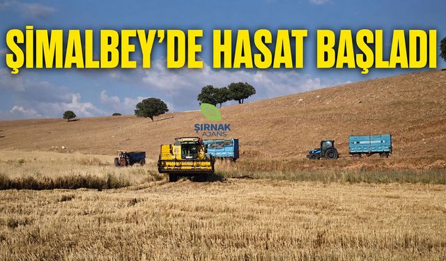 Şimalbey mezrasında hasat başladı
