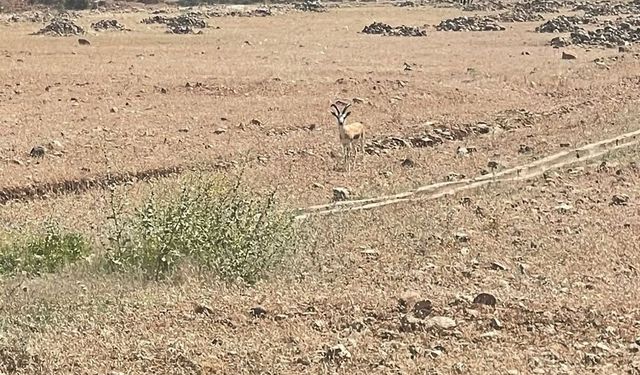 Cudi Dağı'ndaki Ceylan Sahası Yerinde İncelendi