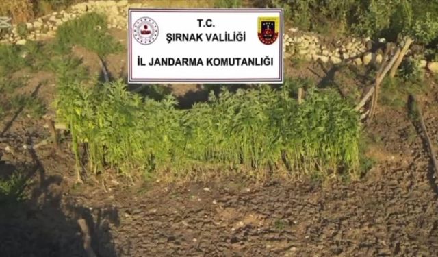 Güncel