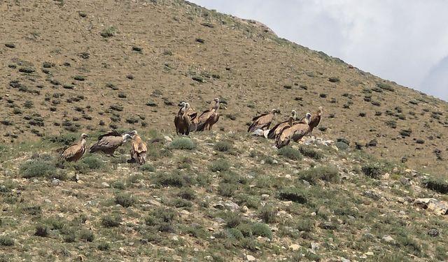 Sürü halinde görülen kızıl akbabalar heyecanlandırdı