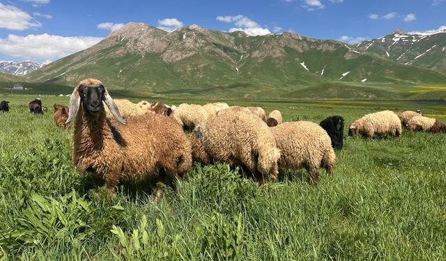 Faraşin Yaylası’nda bahar bereketi