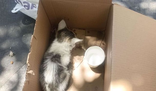Reklam panosuna sıkışan yavru kedi kurtarıldı