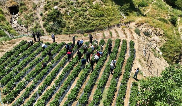 Siirt'in bereketli topraklarında  çilek hasadı