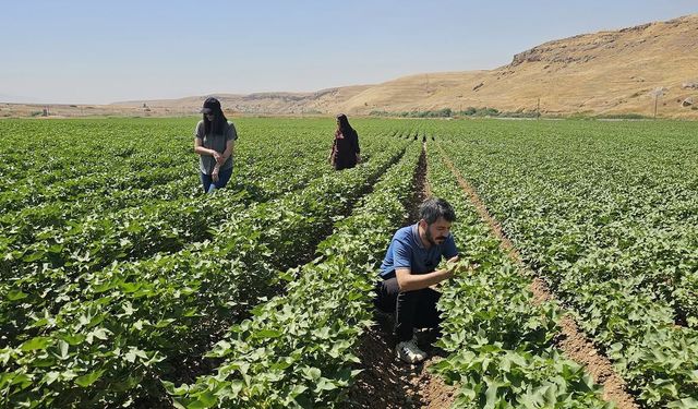 Cizre'de pamuk üreticilerine teknik takip desteği