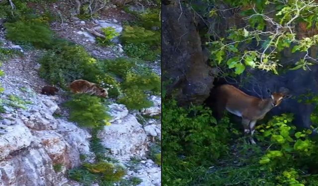 Faraşin ve Uludere'den kartpostallık görüntüler