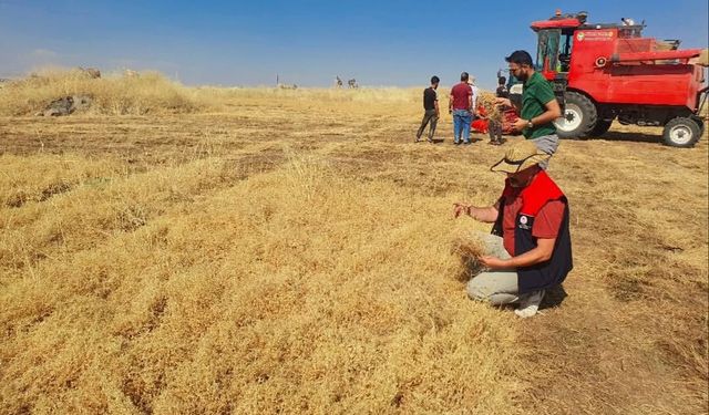 Şırnak'ta Hasat Denetimleri Sürüyor