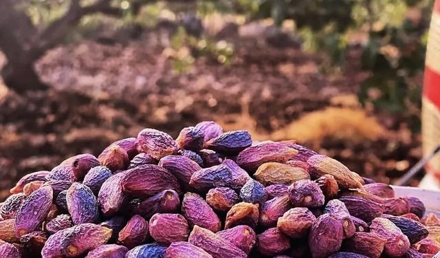 Fıstık üreticilerine hasat uyarısı