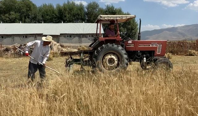 Kavurucu sıcağa rağmen buğday hasadı mesaisi sürüyor