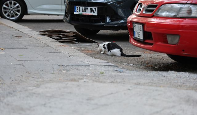 Kedi tırmalamasına dikkat: Kuduz riski taşıyabilir