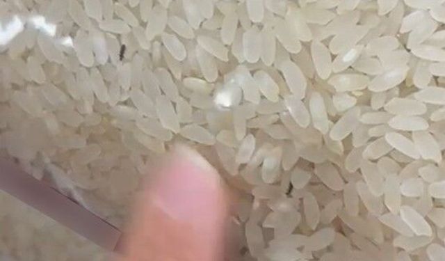 Paketli bir pirinç içerisinde böcekler görüntülendi