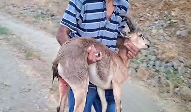 Köpeklerin saldırdığı dağ keçisini kucağında taşıdı