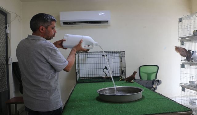 Binlerce liralık güvercinlere "klimalı" ve "havuzlu" konfor