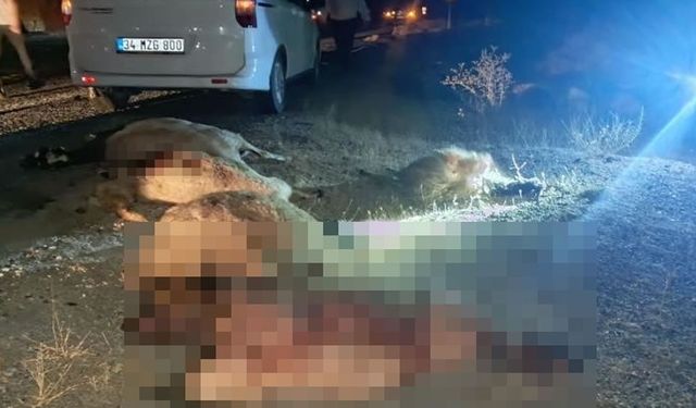 Otomobil koyun sürüsüne çarptı, Çok sayıda koyun telef oldu