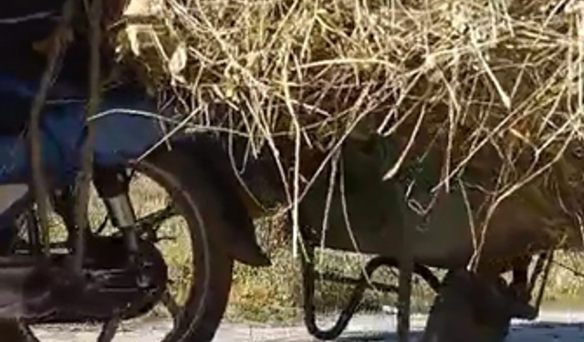 Motosiklete el arabası bağlayarak üzerinde ot taşıdı