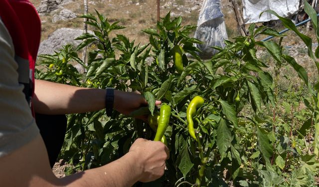 Şırnak’ta Tarımsal Üretime TAKE Desteği