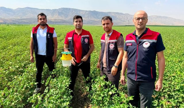 Silopi’de pamukta hastalık ve zararlılara karşı tuzaklı takip