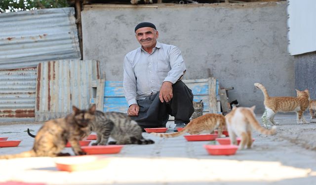62 yaşında, her akşam 50 kediyi evinin bahçesinde ağırlıyor