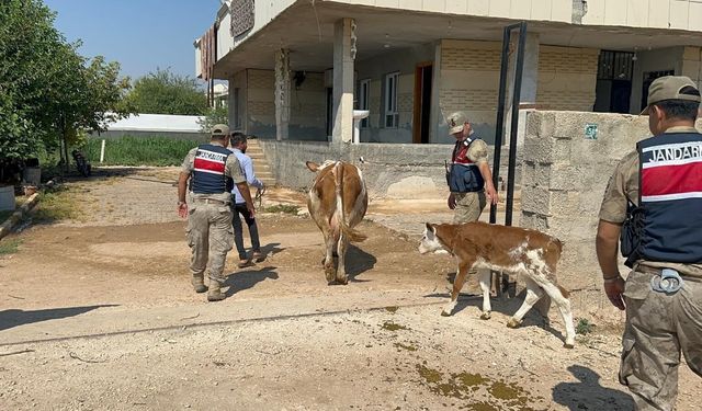 Büyükbaş hayvan dolandırıcılığında 1 gözaltı