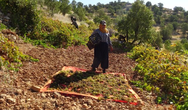 Bağlardan sofralara kuru üzüm yolculuğu başladı