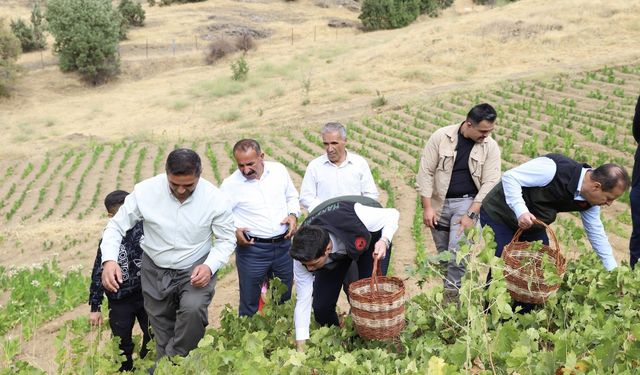 Hakkari'de üzüm hasadı başladı