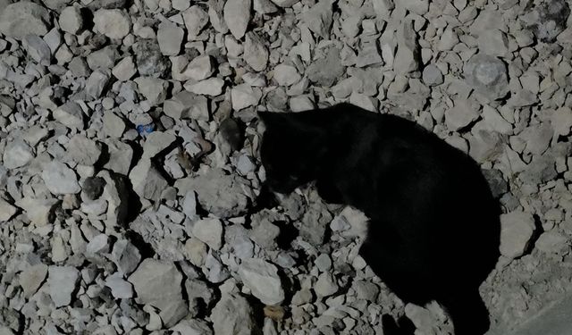Kedi yakaladığı fare ile saatlerce oynadı