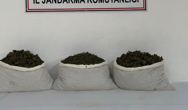 253 bin kök kenevir ve 42 kilo esrar ele geçirildi