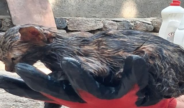 Ziftin içine giren yavru kedi ölümden döndü