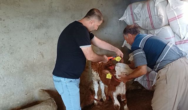 Şırnak’ta hayvan sağlığı için aşılama ve küpeleme çalışmaları sürüyor
