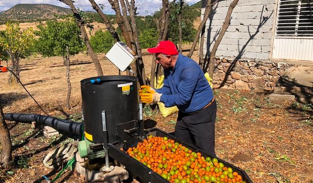 Ceviz hasadında 150 dönümden 6 ton ürün