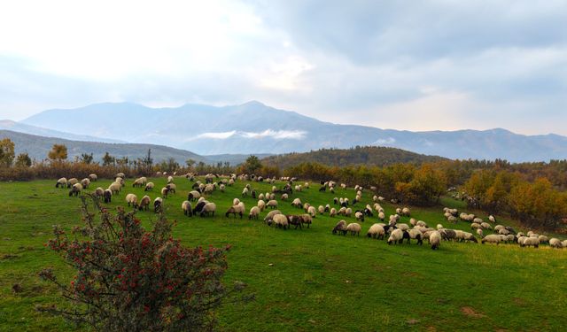 Güncel