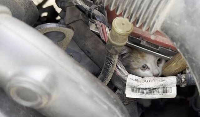 Aracın motor kısmına giren kedi uzun uğraşlar sonucu çıkartıldı