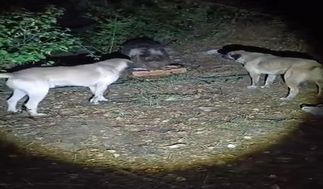 Köpeklerin havlamasına aldırmayan ayı, yemeğini sakince yedi