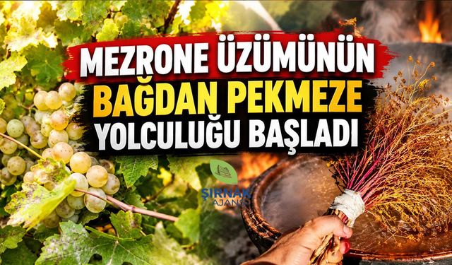 Mezrone Üzümünde Bağ Bozumu Başladı, Kazanlar Kaynıyor