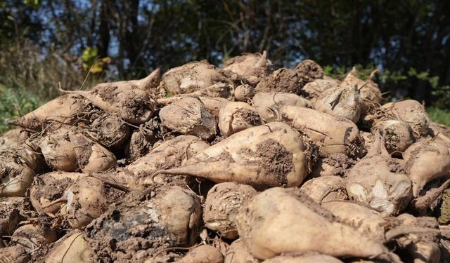 Şeker pancarı fiyatına tepki, "Üreticinin beklentisini karşılamadı"