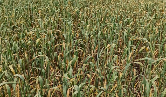 Çiftçinin Girdi Yükü Artıyor: Gübre ve Veteriner Harcamaları Zirve Yaptı