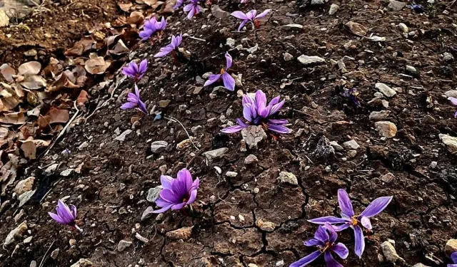 Siirt’te Safran Üretiminde İlk Başarılı Deneme