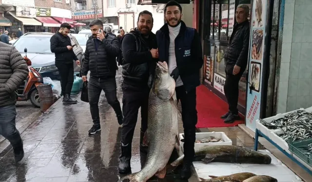 Cizre'de Yakalanan Dev Turna Balığı, Batman'da Büyük İlgi Gördü