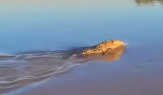 Cizre Dicle Nehri’nde Keşif Çalışmalarında Kurt Sürüsü Görüldü