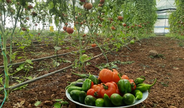 Silopi’de seracılığa Kaymakamdan yerinde destek