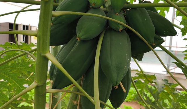 Silopi Mesleki ve Teknik Anadolu Lisesi tarımda çığır açıyor