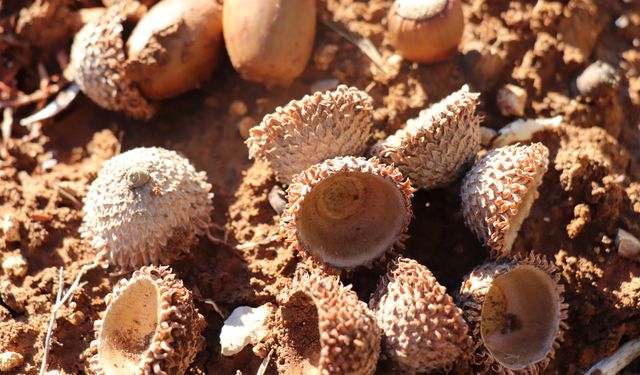 Cudi’de Doğa İçin Palamut Ekimi Yapıldı