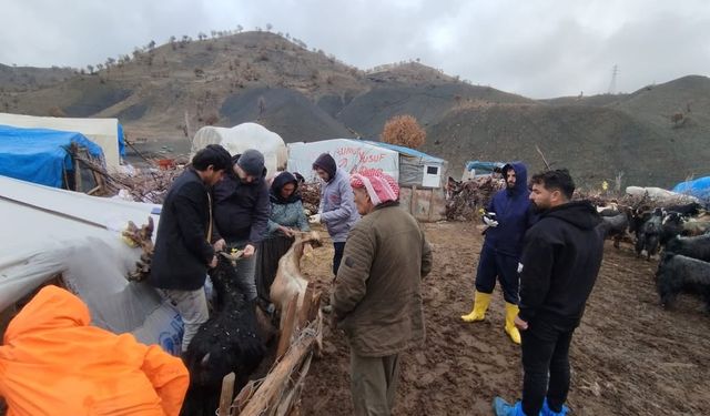 Şırnak’ta Hayvan Kayıt ve Koruma Çalışmaları Devam Ediyor
