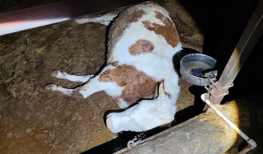 Elektrik Çarpması 8 Büyükbaş Hayvanı Telef Etti