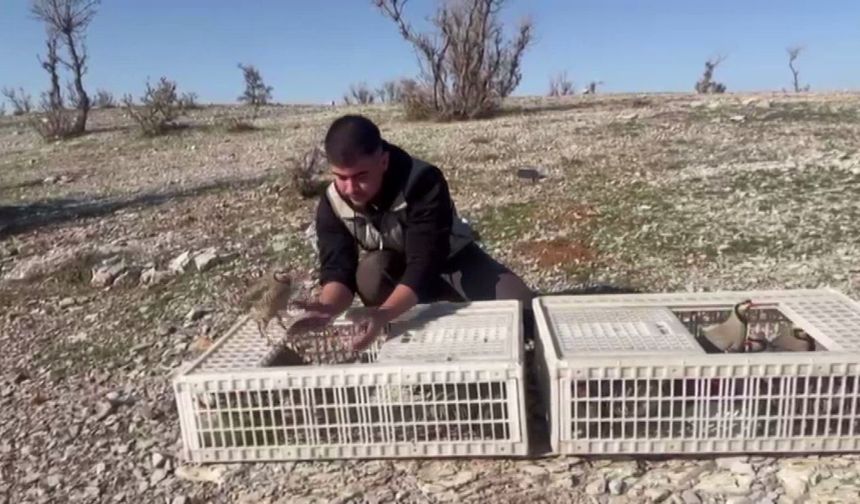 Şırnak’ta Kaçak Keklikler Doğaya Salındı